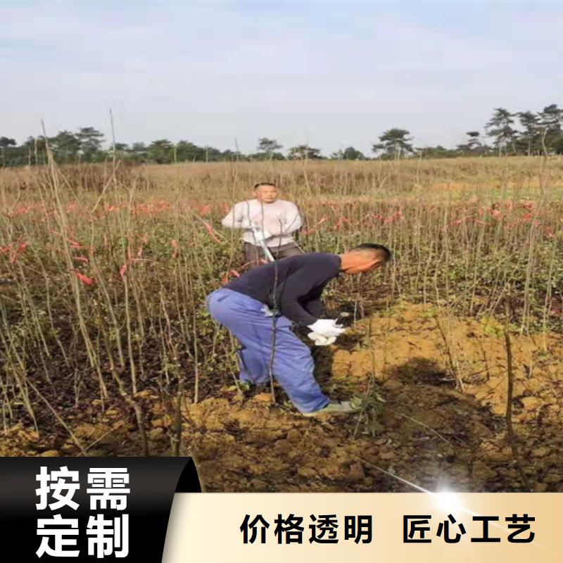 梨树苗轩园碧根果-【石榴树】拒绝差价
