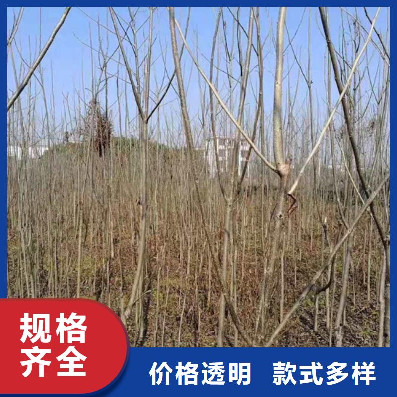 碧根果樱桃苗用心做品质