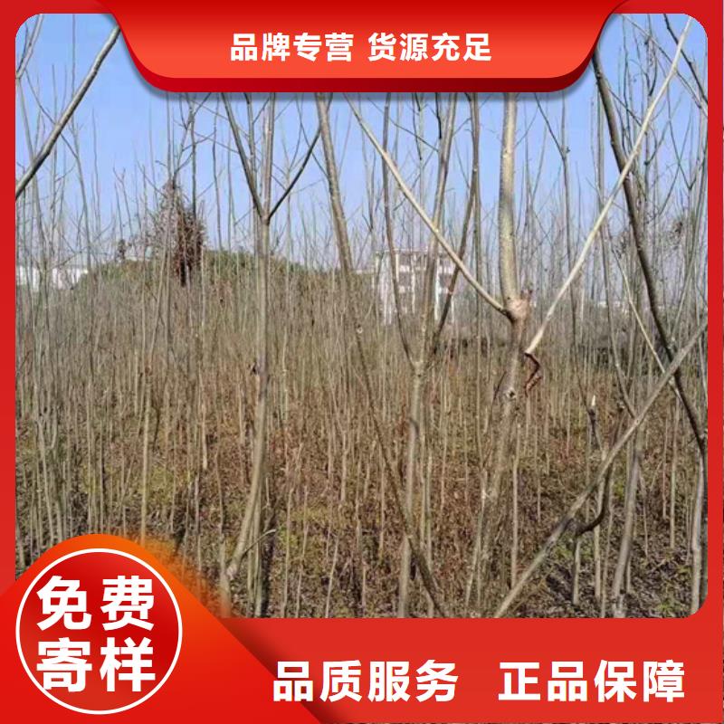 碧根果苹果苗多年经验值得信赖