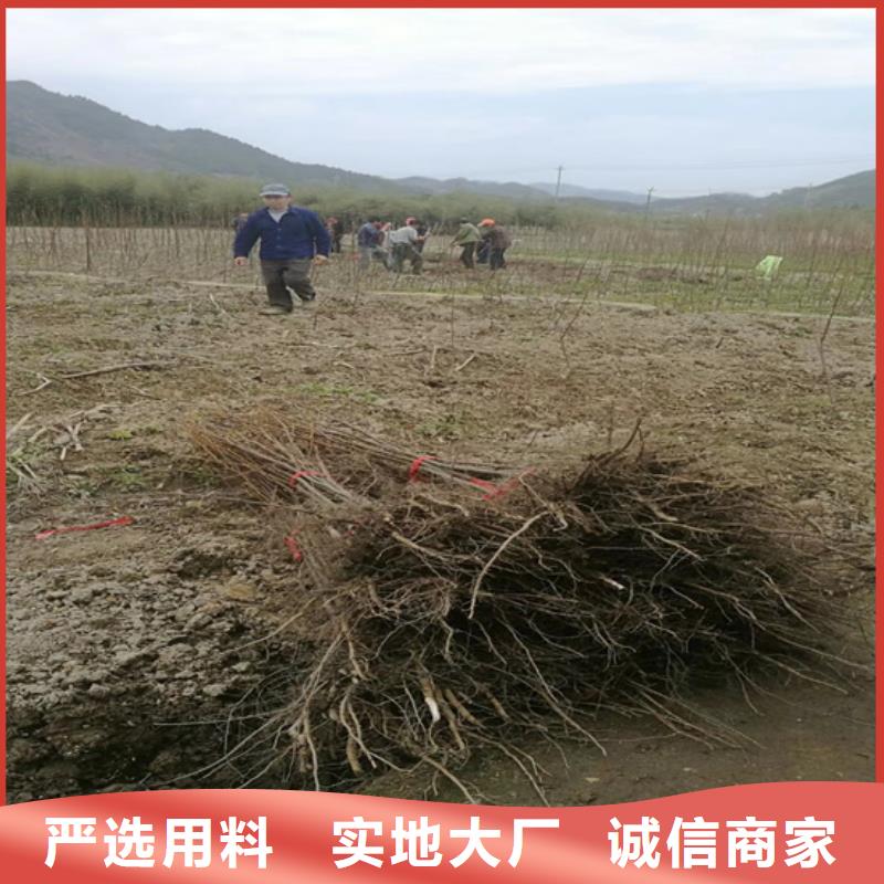 【 碧根果_苹果苗有口皆碑】-服务范围包括乐平|珠山|萍乡|上饶|赣州|九江|宜春等