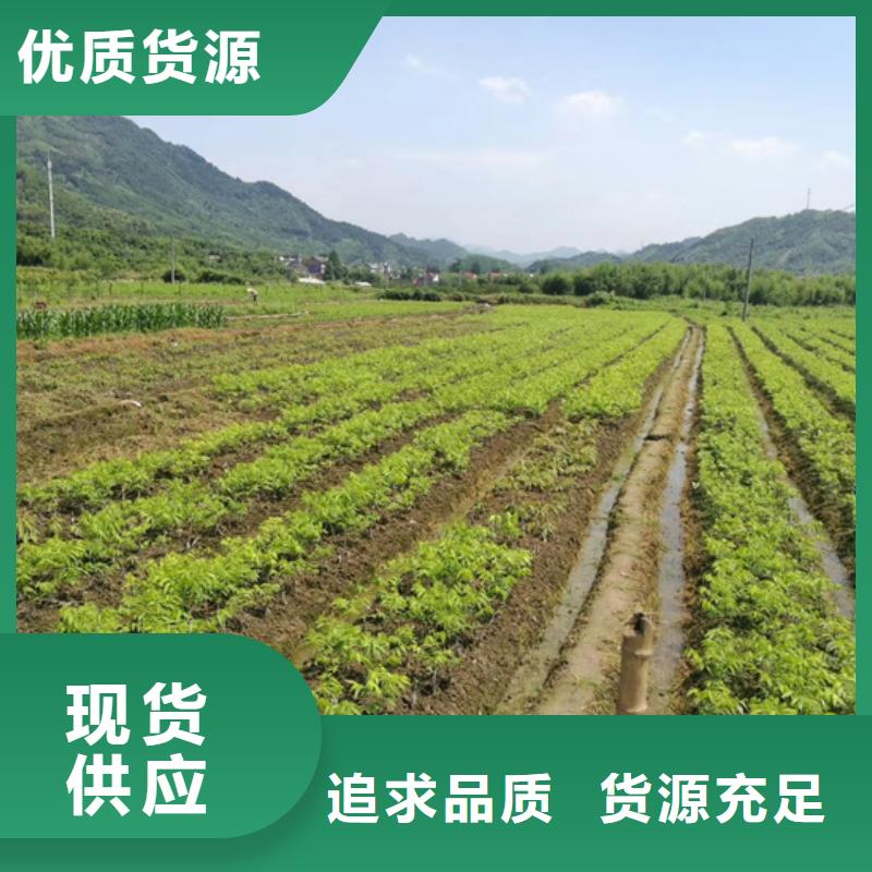 【 碧根果_苹果苗有口皆碑】-服务范围包括乐平|珠山|萍乡|上饶|赣州|九江|宜春等