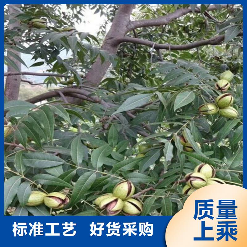 碧根果桃树苗好厂家有担当