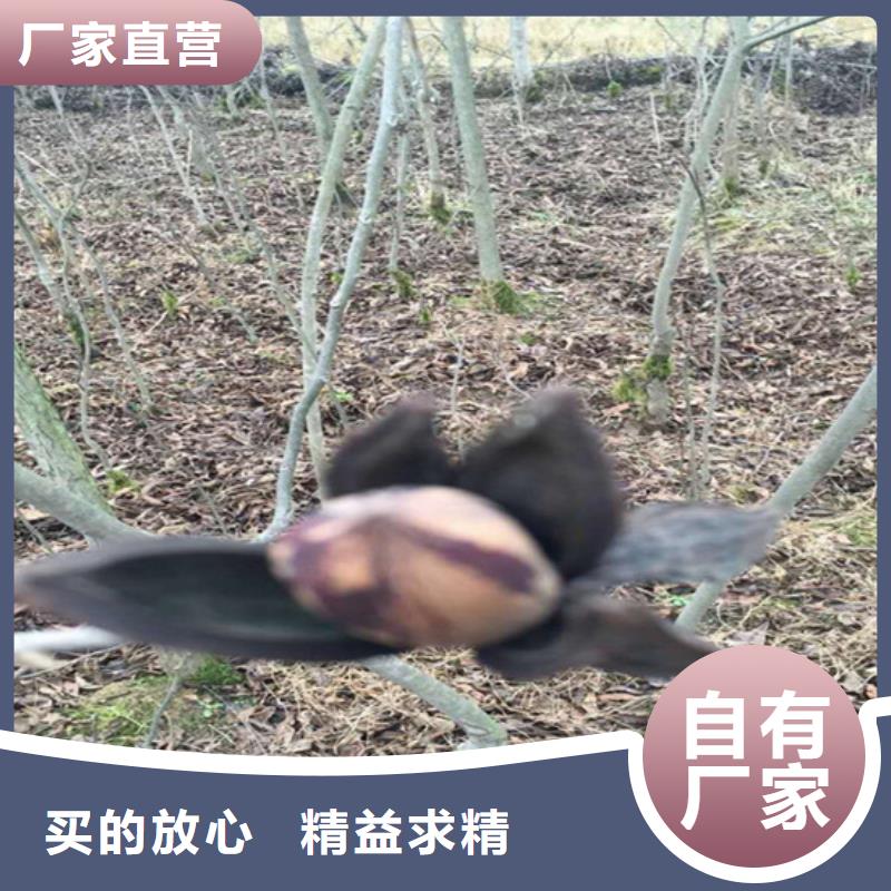碧根果李子苗种类丰富