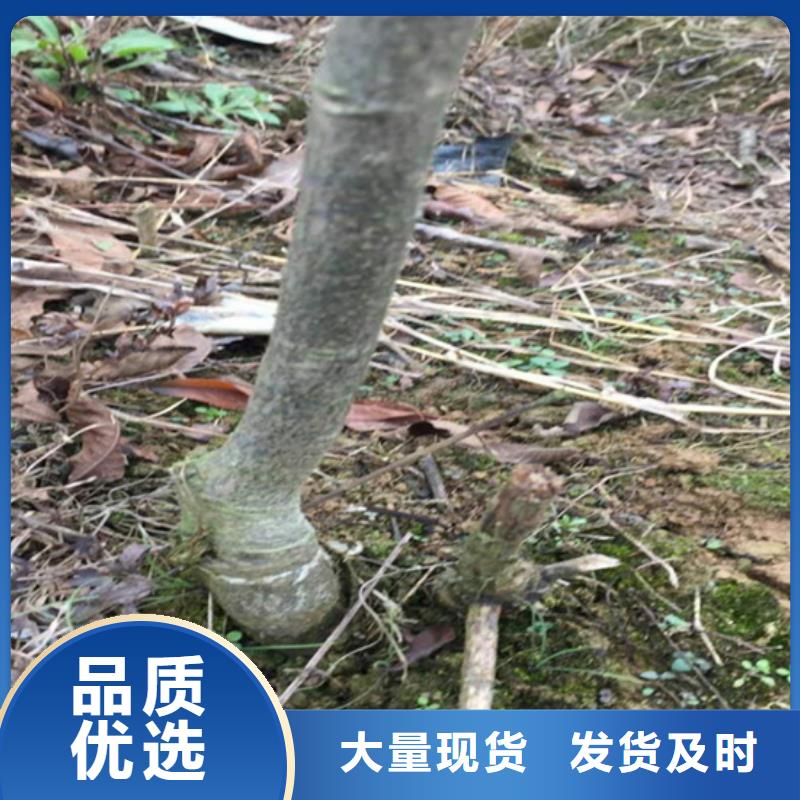 碧根果樱桃苗用心做品质
