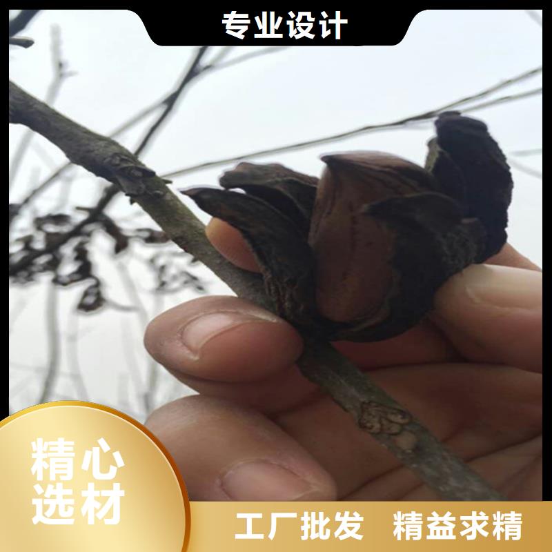 【 碧根果_苹果苗有口皆碑】-服务范围包括乐平|珠山|萍乡|上饶|赣州|九江|宜春等