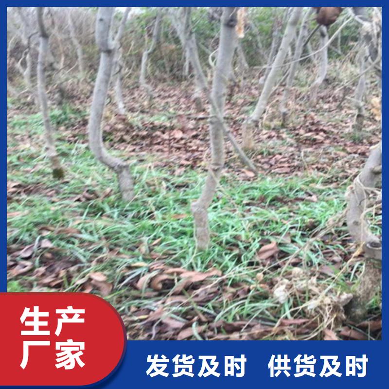 梨树苗轩园碧根果-【石榴树】拒绝差价