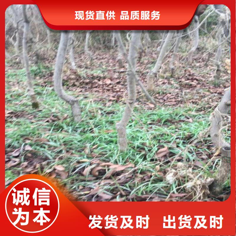 碧根果_北美冬青专业厂家