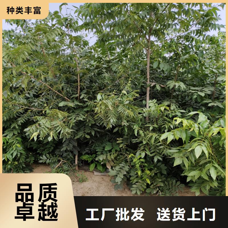 碧根果草莓苗来图定制量大从优