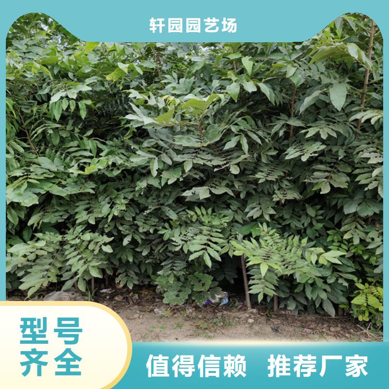 碧根果-梨树苗现货交易