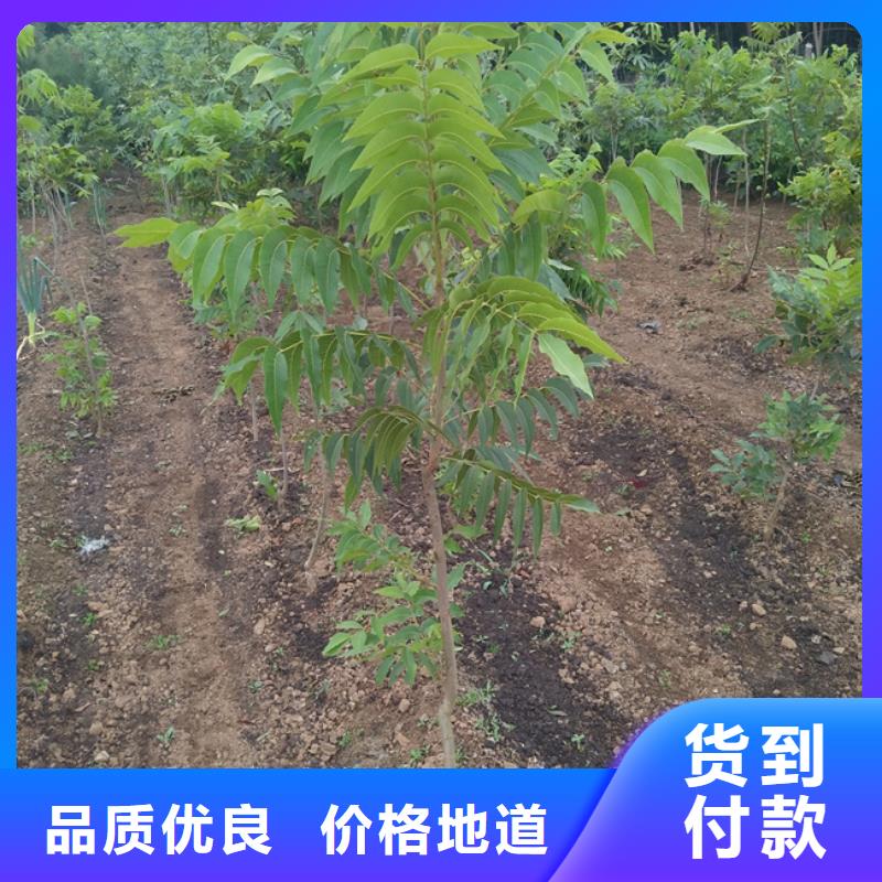 碧根果_嘎啦苹果质优价廉