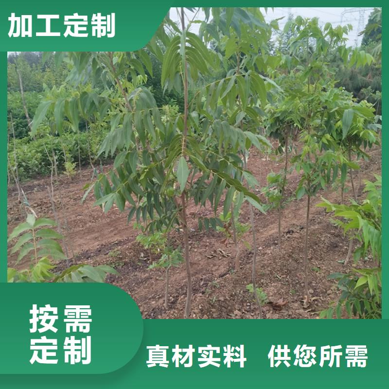 碧根果草莓苗来图定制量大从优