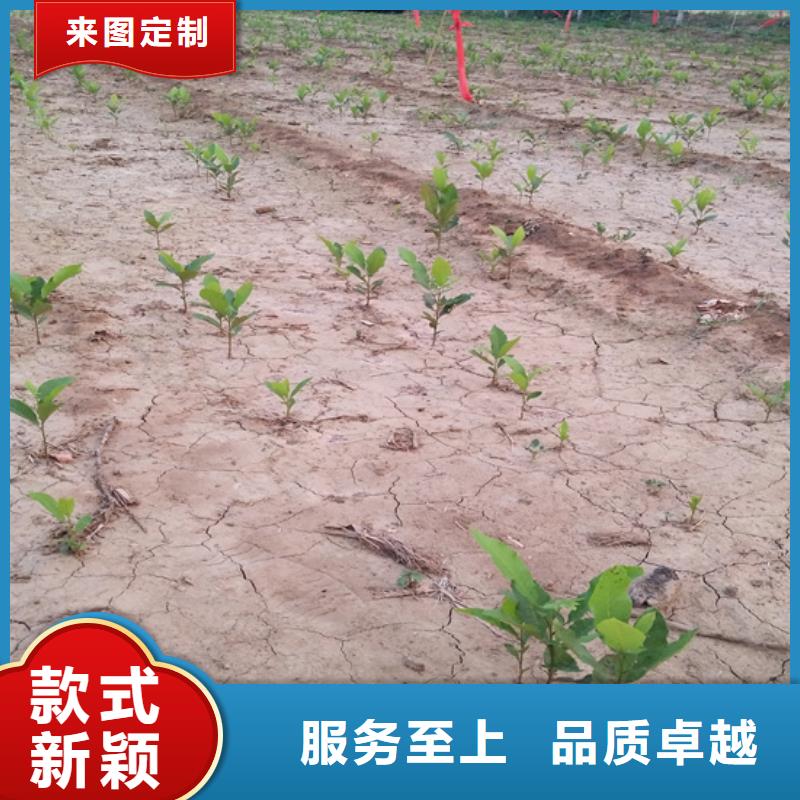 【 碧根果_苹果苗有口皆碑】-服务范围包括乐平|珠山|萍乡|上饶|赣州|九江|宜春等