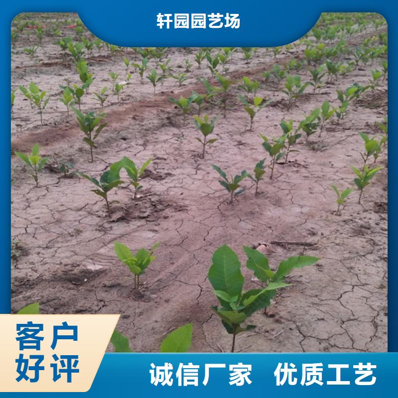 碧根果_北美冬青专业厂家