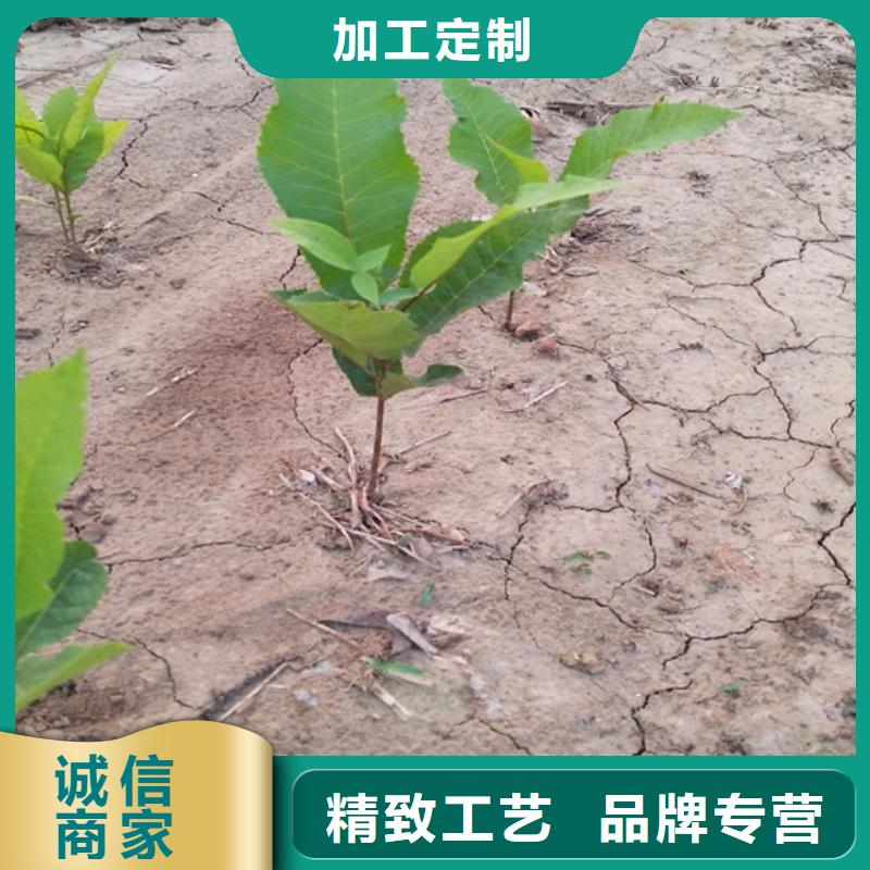 碧根果草莓苗来图定制量大从优