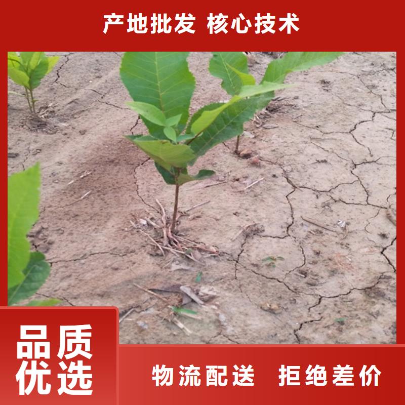 碧根果草莓苗来图定制量大从优