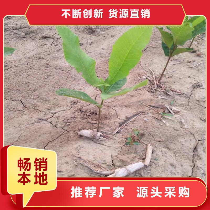 梨树苗轩园碧根果-【石榴树】拒绝差价