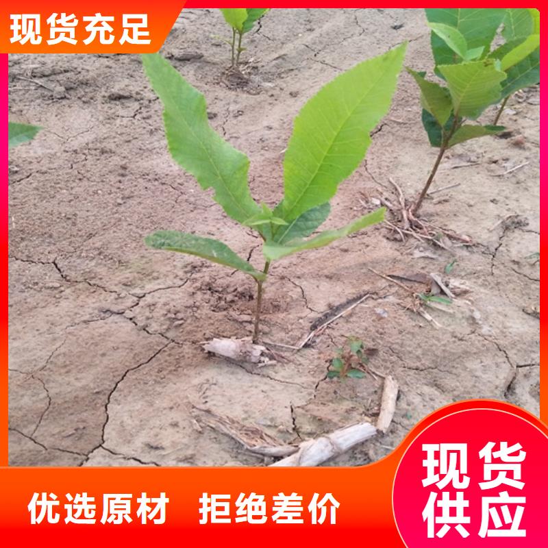 碧根果_北美冬青专业厂家