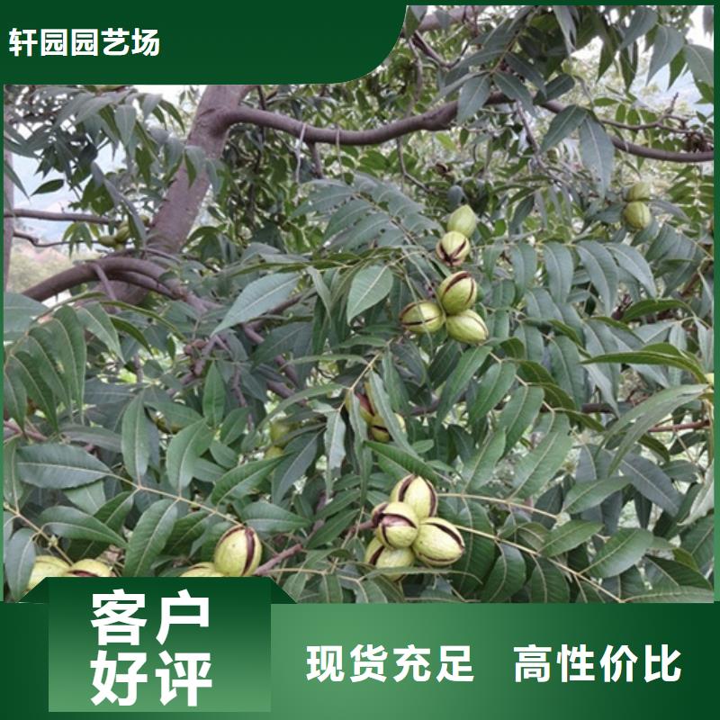 碧根果_嘎啦苹果质优价廉