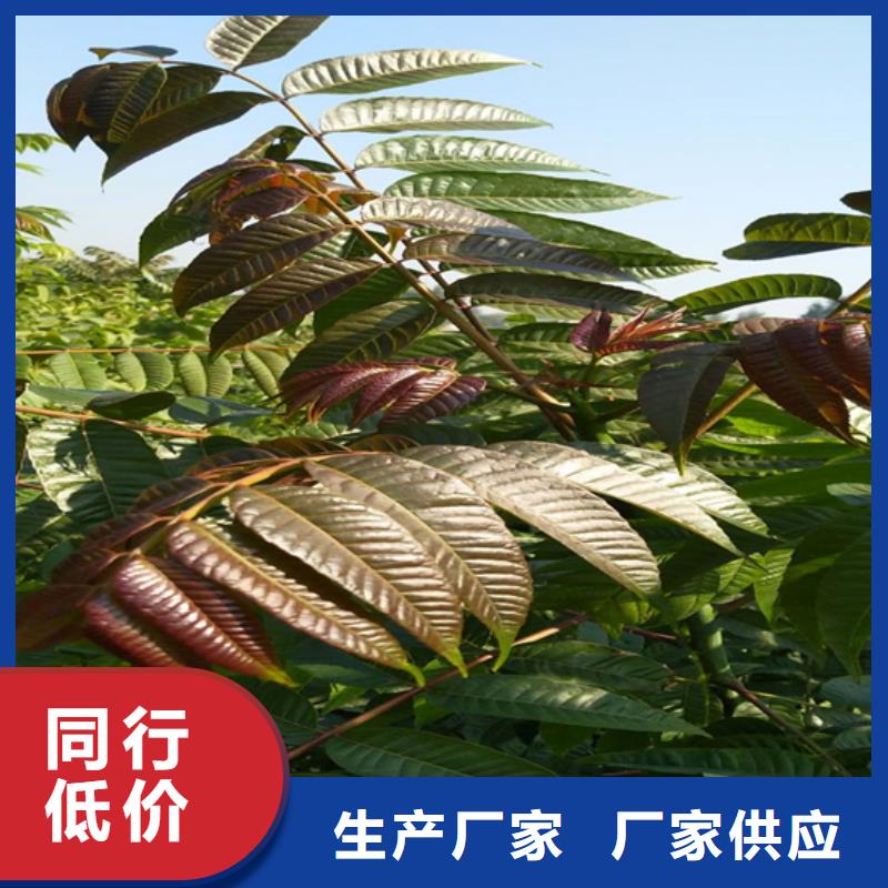 香椿-樱桃苗注重细节