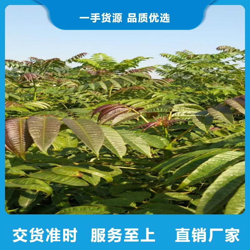 香椿西瓜番石榴苗按需设计