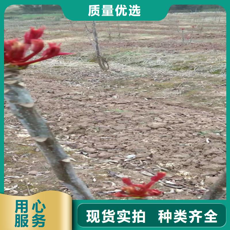 香椿石榴树多种款式可随心选择