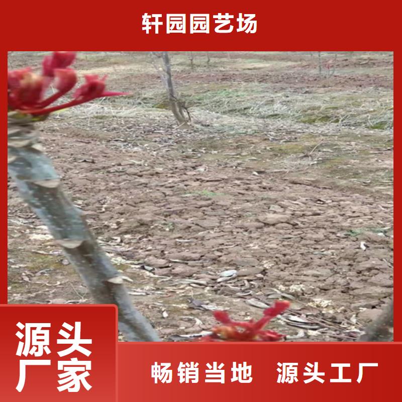 香椿-樱桃苗注重细节