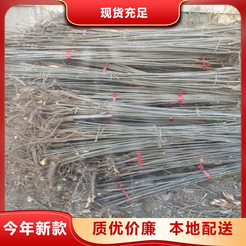 梨树苗视频-梨树苗-山东省济南市章丘|槐荫|青岛|菏泽|潍坊|东营|泰安|淄博|临沂同城公司