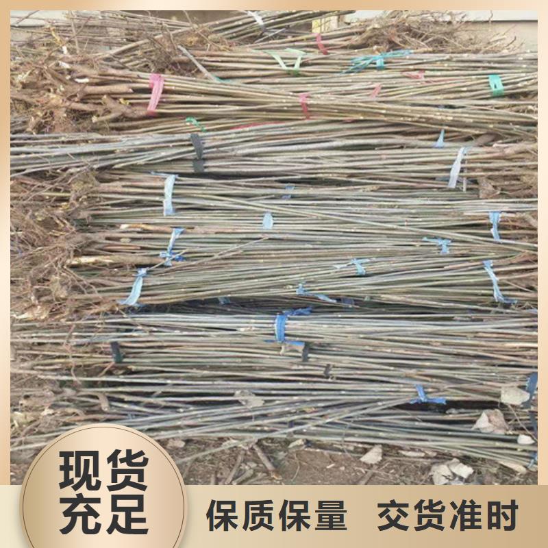 香椿_【李子苗】品牌专营_轩园园艺场(黄南市分公司)