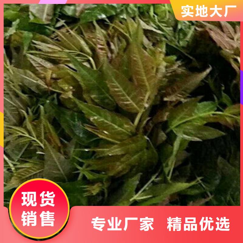 香椿杏树苗满足客户所需