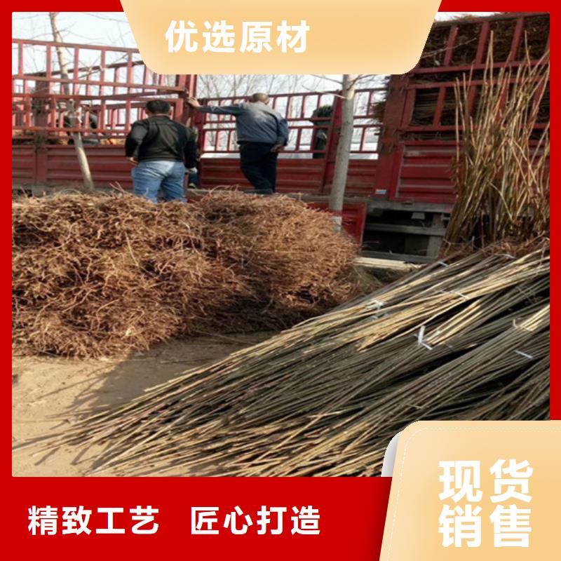 【香椿-板栗苗支持定制】