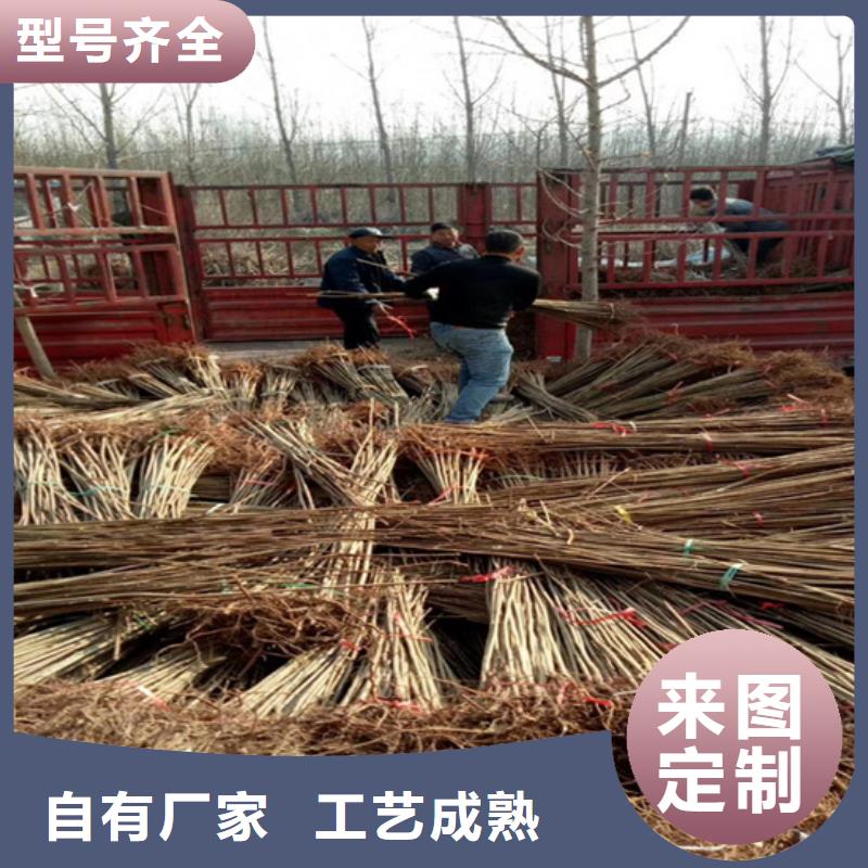 香椿樱桃苗实力才是硬道理
