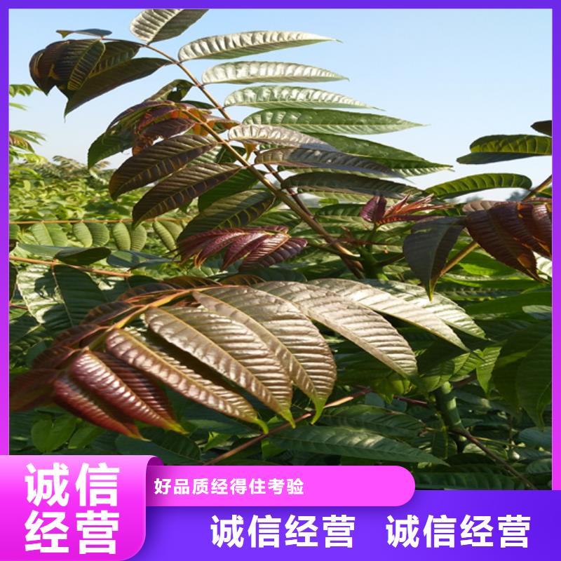 香椿-樱桃苗注重细节