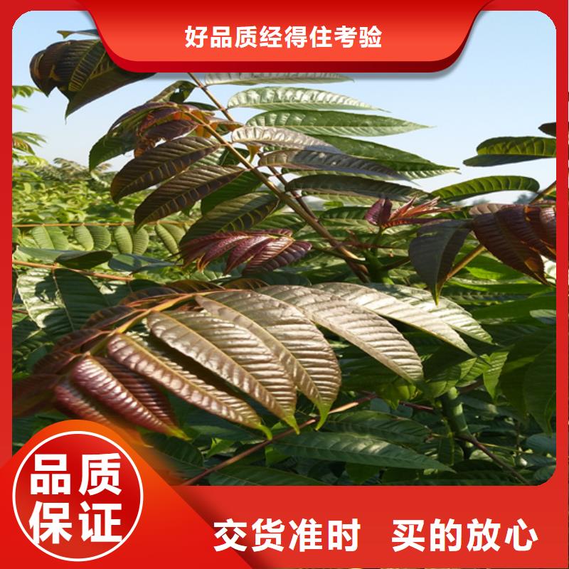 香椿石榴树多种款式可随心选择