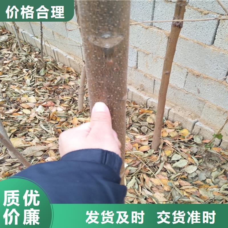 【香椿】,梨树苗自有生产工厂