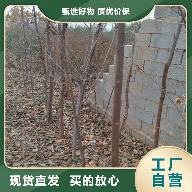香椿 【猕猴桃苗】发货迅速由轩园为您