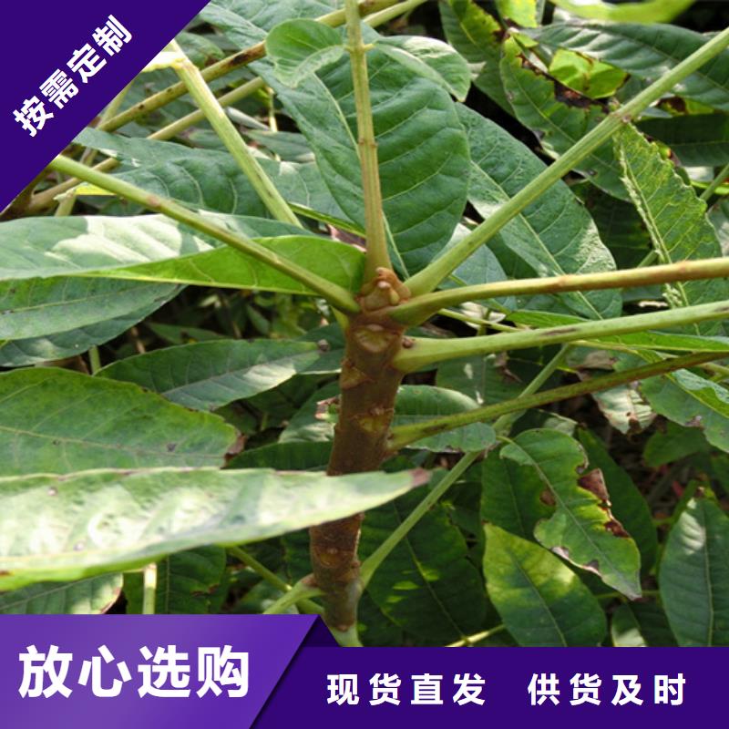 香椿 【猕猴桃苗】发货迅速由轩园为您