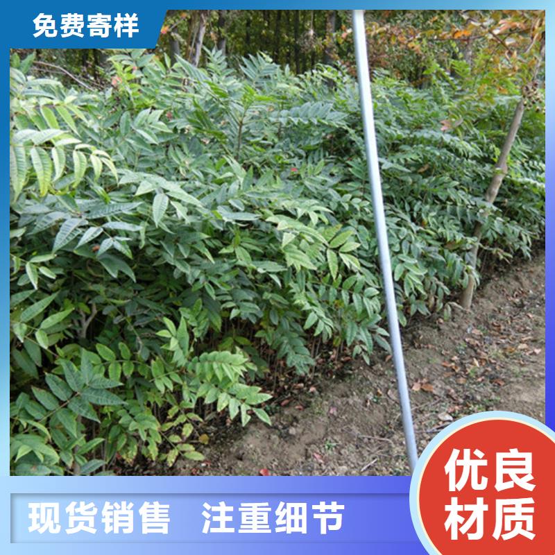 香椿,猕猴桃苗现货充足