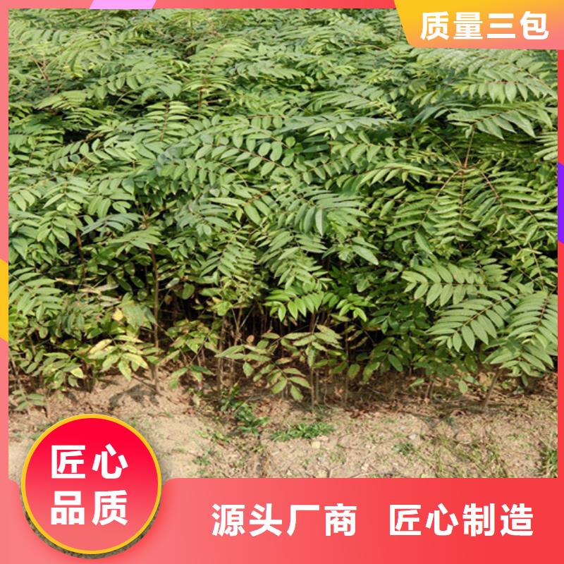 香椿_【李子苗】品牌专营_轩园园艺场(黄南市分公司)