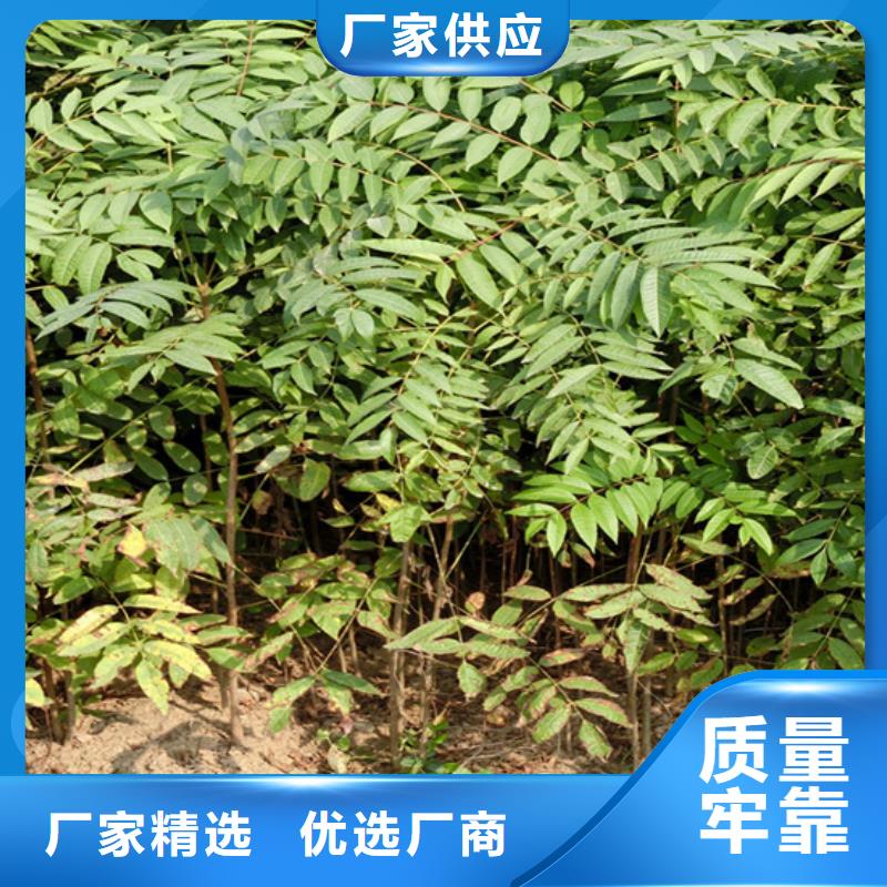香椿_樱桃苗源头把关放心选购