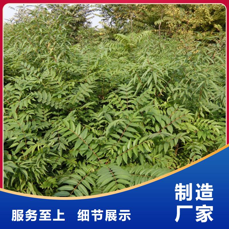 香椿_猕猴桃苗质量检测