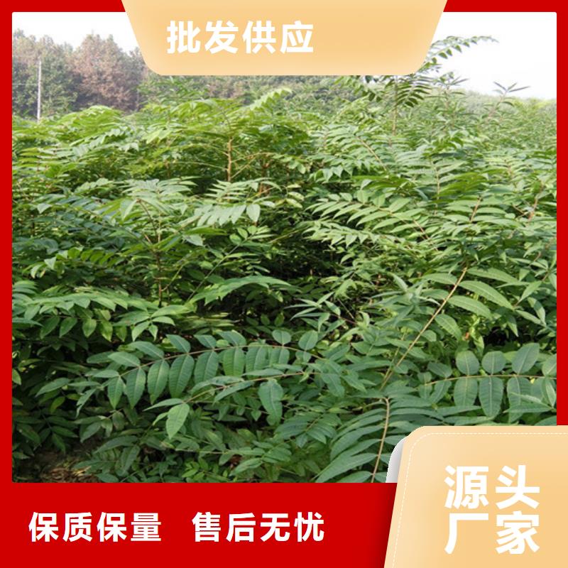 香椿_猕猴桃苗质量检测