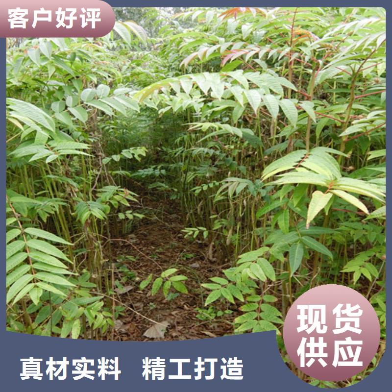 香椿_【李子苗】品牌专营_轩园园艺场(黄南市分公司)