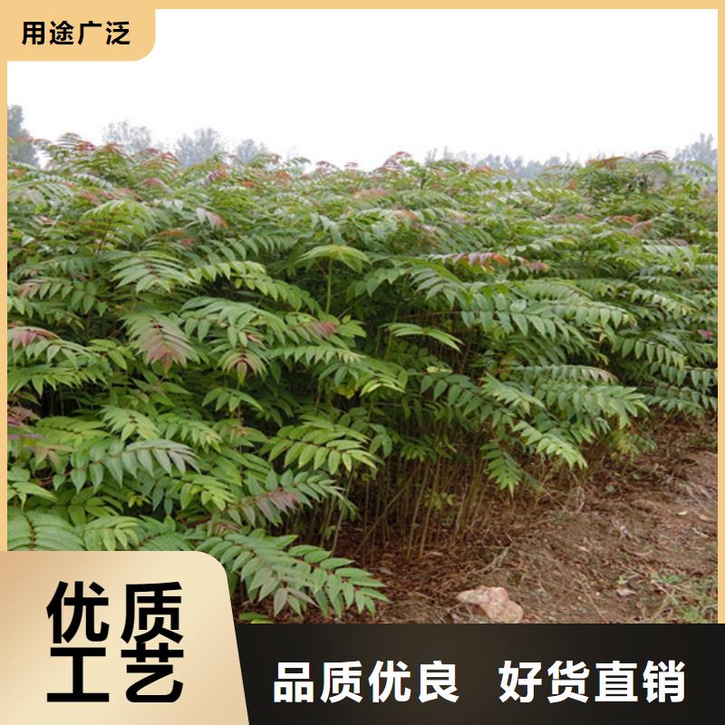 香椿-樱桃苗注重细节