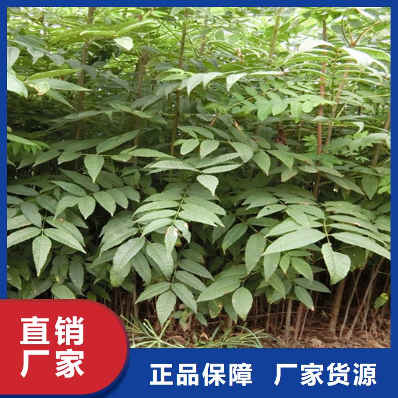 香椿 【猕猴桃苗】发货迅速由轩园为您