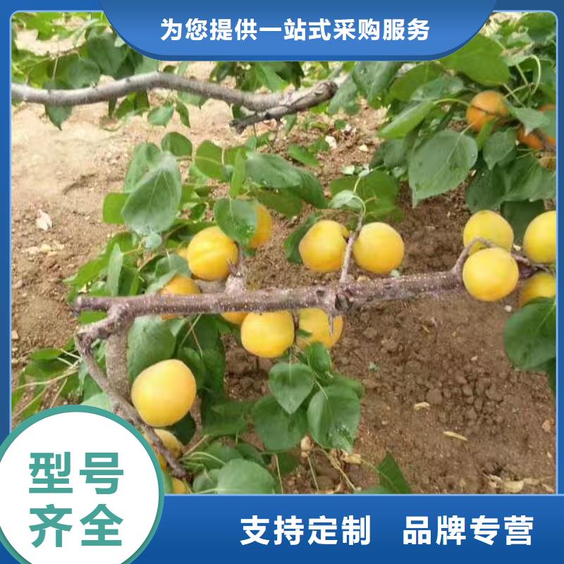 【 杏,猕猴桃苗实体厂家】由轩园为您