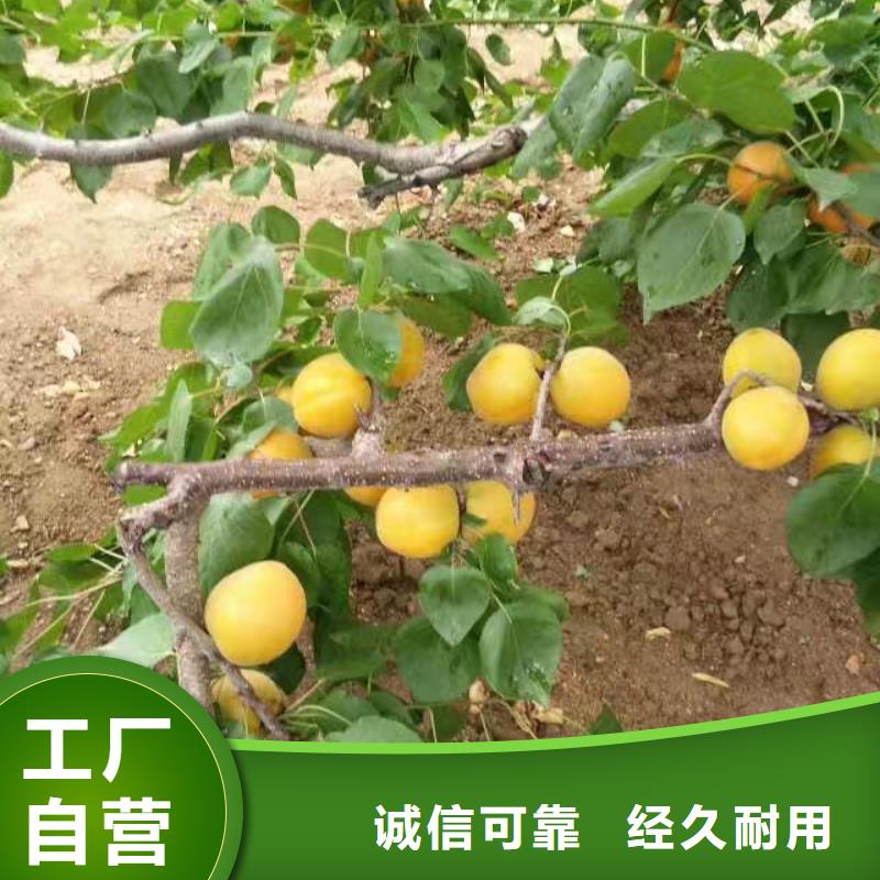 杏【蓝莓苗】信誉有保证