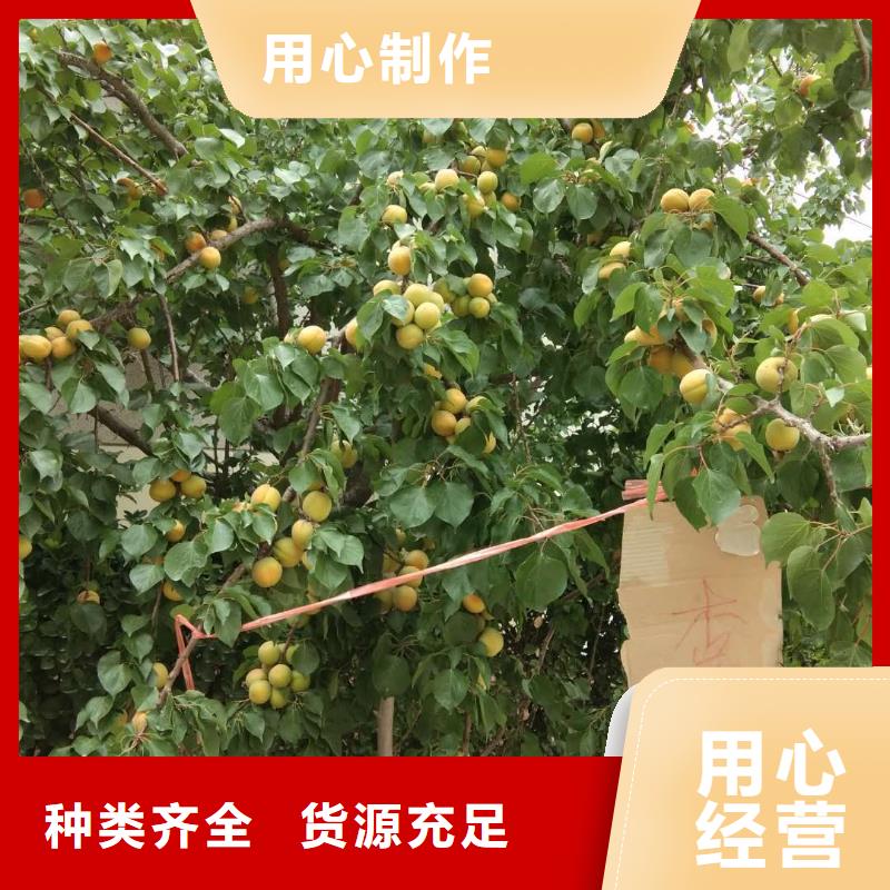 【杏】_梨树苗厂家货源