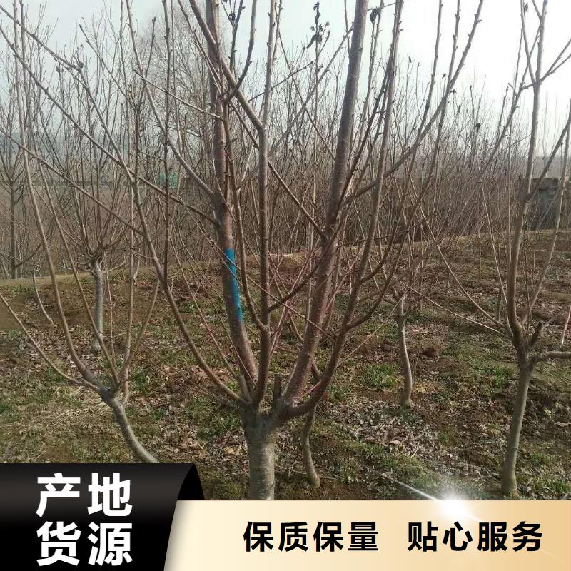 杏【【蓝莓苗】】优质材料厂家直销
