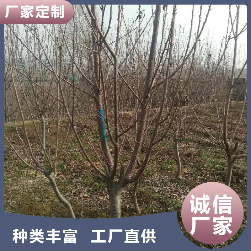 梨树苗轩园【 杏苹果苗工厂采购】