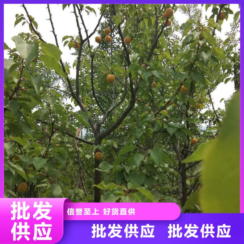 杏草莓苗现货充足量大优惠